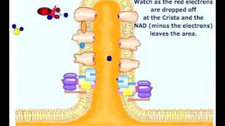 Coenzyme Transporting Electrons to ETC [upl. by Eisenstark323]