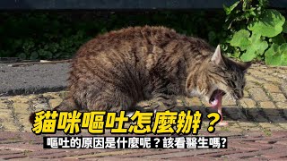 貓咪嘔吐怎麼辦？我們該如何判斷貓咪嘔吐的原因和程度呢？ [upl. by Hepsoj]