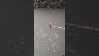 Strike Baby Predator 🐟‼️Hampala feedshorts fishing mancing mancingmania shorts video trending [upl. by Florella]