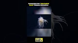 Oceanographers find a quotFlying Spaghetti Monsterquot Bathyphysa Siphonophores deepsea rivermonster [upl. by Anelegna553]