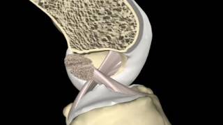 Animation des ligaments croisés du genou [upl. by Joub]