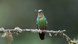 Birding at Zuro Loma Preserve Ecuador [upl. by Loggia]