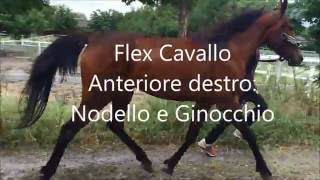 Flex Cavallo  Anteriore destro Nodello e Ginocchio [upl. by Christalle186]