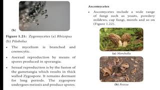 Ascomycetes amp basidiomycetes [upl. by Schick]