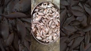 पोठिया मछली बनाने एकदम अलग और सरल तरीका से बनाएं Small Fish Recipe youtubeshorts shortsfeed [upl. by Brnaby]