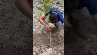 Nonstop tree plantation in India  2025  We planting 2 million Tree 🌳 in 2025  Our Mission [upl. by Alves]