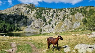 Ambiance pastorale au lac des Grenouilles Mercantour [upl. by Abrahams]