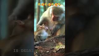 funny monkeyytshortsfunnyanimalgamesfunnyshortvideo [upl. by Kozloski]