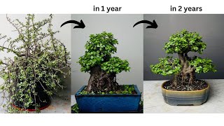 Making Thick Trunk Bonsai from Jade Plant  in 2 Years  Pruning  Repotting  Portulacaria Afra [upl. by Davie]