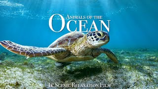 Animals of the Ocean 4K  Scenic Wildlife Film With Calming Music [upl. by Lissy]