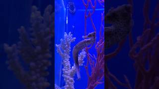 Seahorses are adorable 🪸 seahorses seahorse sealife [upl. by Jaycee]