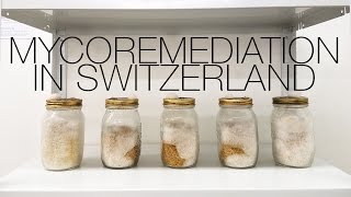 Radical Mycology Mycoremediation Lab at Le Commun in Switzerland [upl. by Rabi423]