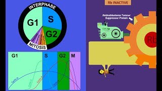 Cyclins and CDKs Cell Cycle Regulation [upl. by Gawen179]