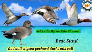 Gadwall wigeon pochard ducks mix call Birds Calling Best Voice BestHunters [upl. by Nats]