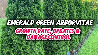 Emerald Green Arborvitae ep 6  8 Month Update [upl. by Peppie]