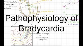 Pathophysiology of Bradycardia [upl. by Balfour]