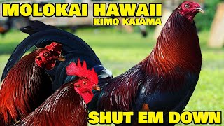 Molokai Hawaii Kimo Kaiama Shut Em Down Farm  Beautiful Black Birds Farm Visit [upl. by Eiroj459]