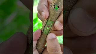 Patch bud grafting techniques satisfying video [upl. by Kenn]