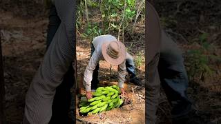 Enterrando una cabeza de guineo seda en la tierra campesinos campo [upl. by Goulder]