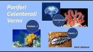 Regno degli animali  Poriferi Celenterati e Vermi [upl. by Leno681]