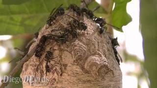 Polybia occidentalis  Camoati  Ninho de vespas  Black Wasps in nest colony [upl. by Machutte832]