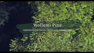 Wollemi Pine Surviving the Furnace [upl. by Polloch]