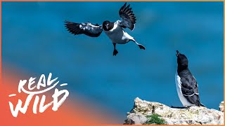 Guillemot Chicks Cliff Dive 400ft To Survive [upl. by Pruter]