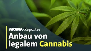 CannabisLegalisierung Wie läuft der Anbau ab  ARDMorgenmagazin [upl. by Sucramel552]