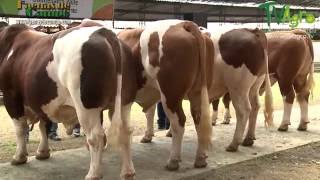 Recorrido por la Feria Ganadera de Tuluá Valle del Cauca Colombia  TvAgro por Juan Gonzalo Angel [upl. by Jamie311]