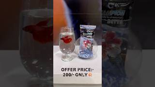 BETTA FISH Offers💥 thezoopets betta bettafish aquarium fighterfish [upl. by Bamford936]