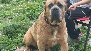 Formentino Cane Corso  Getting Ready for Trip [upl. by Sacttler]