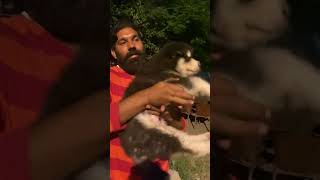 Siberian husky quotquottwo Courtdoglover september my channel thank you [upl. by Heddy]