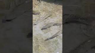 Trout fish 🐟 😋 motivation explore travel shortvideos 1million [upl. by Tabbi]