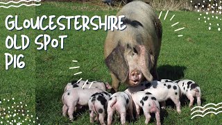 Gloucestershire Old Spot Pig  Amazing Heritage Pork perfect for Pasture [upl. by Augy]