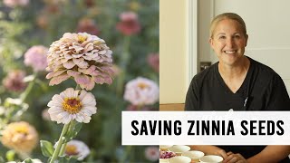 How To Harvest Zinnia Seeds From Your Cut Flower Garden  Sunshine and Flora [upl. by Llyrat759]