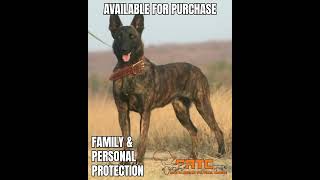 Trained Working Dogs Available for Purchase [upl. by Barron21]