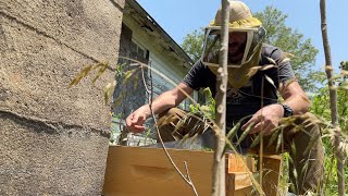 Building a Bee Business Vlog 18 [upl. by Ewell]