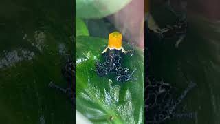 Footage Of My Poison Dart Frogs Parenting youtubeshort poisondartfrog fyp [upl. by Seraphim]