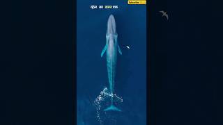 Fact About Blue Whale Fish 🐟🌍  Ocean Fact 😱🗻  shorts facts shortvideo [upl. by Johnstone]