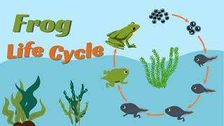 Life cycle of the frog Animation for children egg tadpole frog 🐸 [upl. by Filiano]