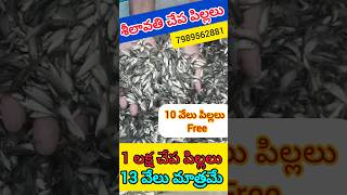 Rohu fish seed  7989562881  fishfarming fishcatching fishpond fishingvideo [upl. by Lynnet178]