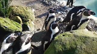 Drusillas penguins come to say hi [upl. by Clerc837]