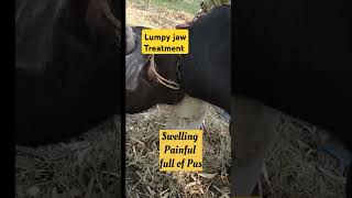 lumpy jaws treatment in Heifer buffalo  Actinomycosis [upl. by Adnolahs309]