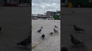 Free birds birds birdlover burung کانادا [upl. by Ardnama85]