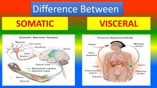 Difference Between Somatic and Visceral [upl. by Elram]