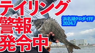 浜名湖のクロダイFF（2024年7月）フライフィッシング クロダイ 浜名湖 [upl. by Aihseyt]