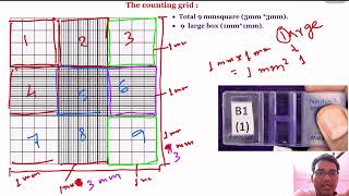 Haemocytometry Part 2  Improved Neubauer Chamber [upl. by Nnairrek]