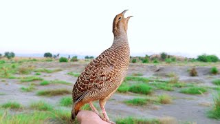 Teetar ki awaaz  Teetar voice  gray francolin teetar sound  Female teetar awaz [upl. by Moriah]