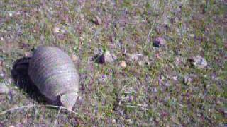 Piche armadillo patagónico [upl. by Hulbard71]