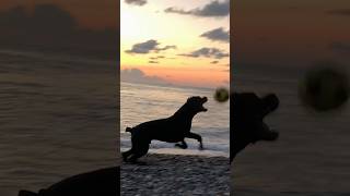 4k dog football ball sea shorts [upl. by Refynnej456]